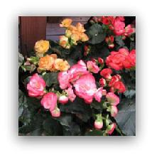 Rieger Begonia Blooming Plant