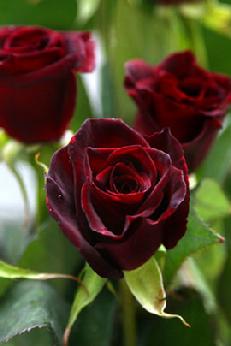 Black Beauty Rose