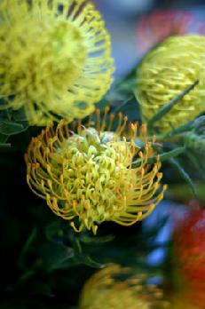 Pincushion protea image