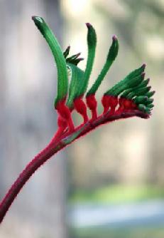 Kangaroo paw unusual flower