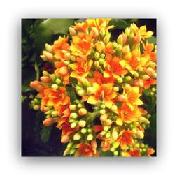 Kalanchoe Flowering Plant