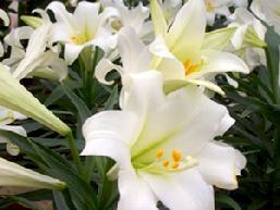 Easter lilies wholesale