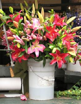 Wholesale lilies