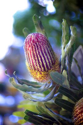 banksia flower