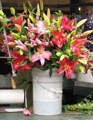 Wholesale lilies